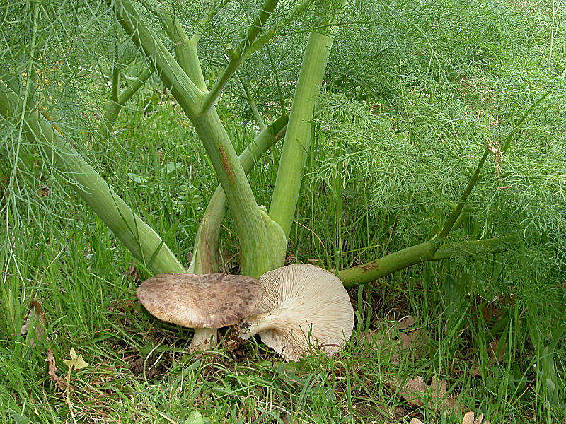 Pleurotus eryngii var.ferulae